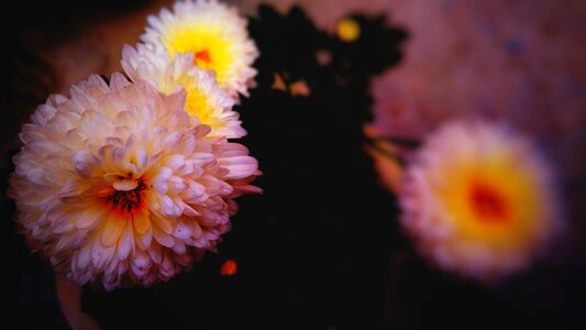 Color summer blooming
