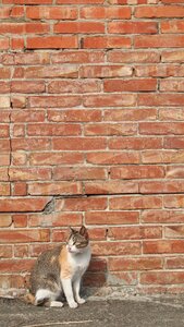 Cat brick walls afternoon