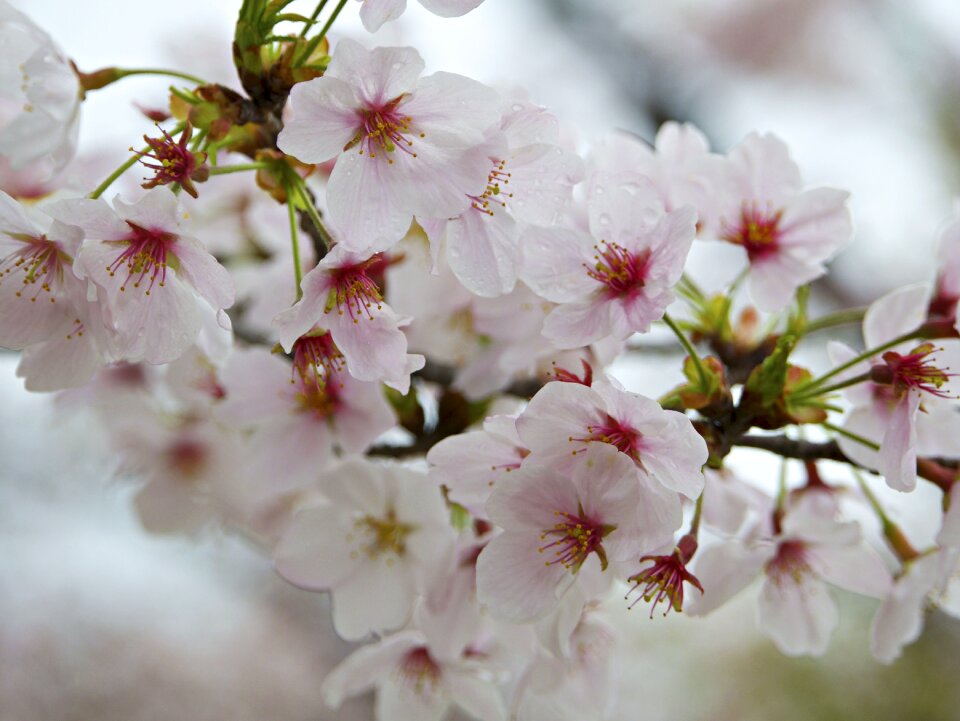 Bloom garden plant