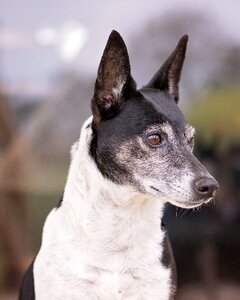 Animal portrait head photo