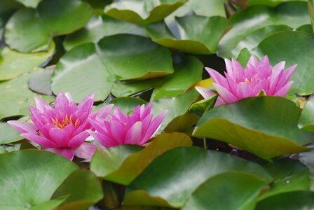 Leaf garden water lilies