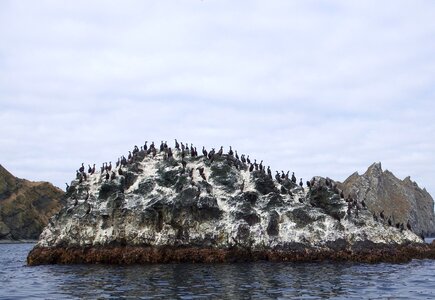 Wave gulls cormorants