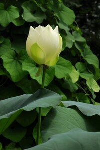 Nature garden lotus