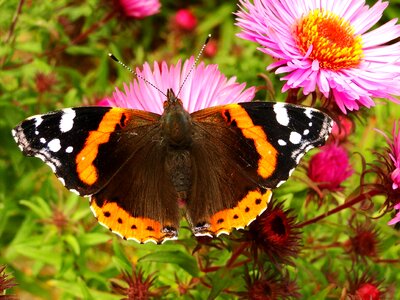 Summer garden flower