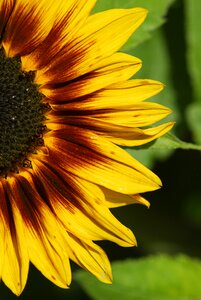 Summer petal sunflower
