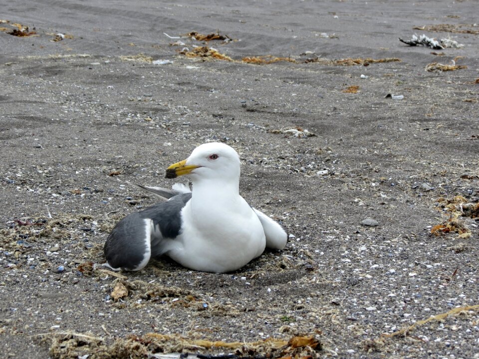 Sand sea cormorant