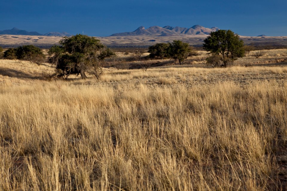 Las Cienegas National Conservation Area (26671783276)