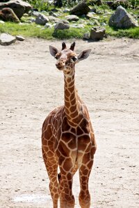 Wild giraffe animal photo