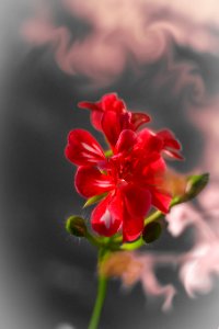 Last buds (44350732694)