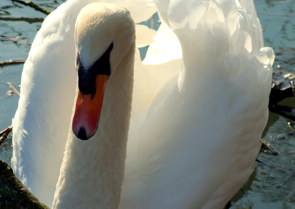 Nature bird swan