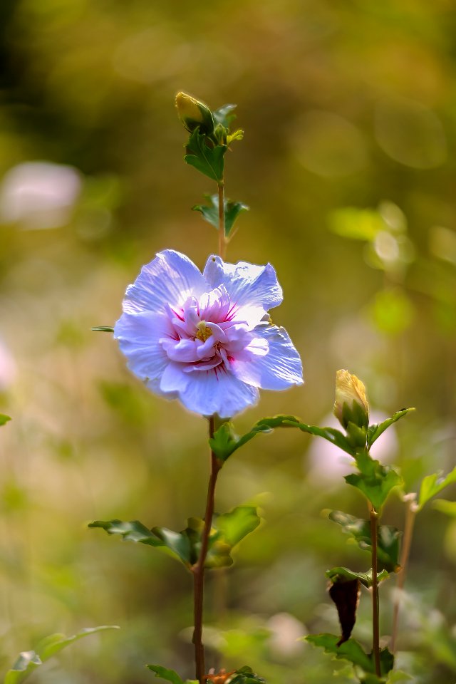 Last flowers of summer (42533659900) photo