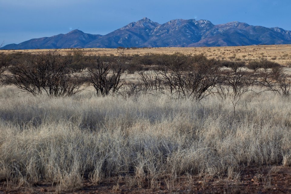 Las Cienegas National Conservation Area (26671877366)