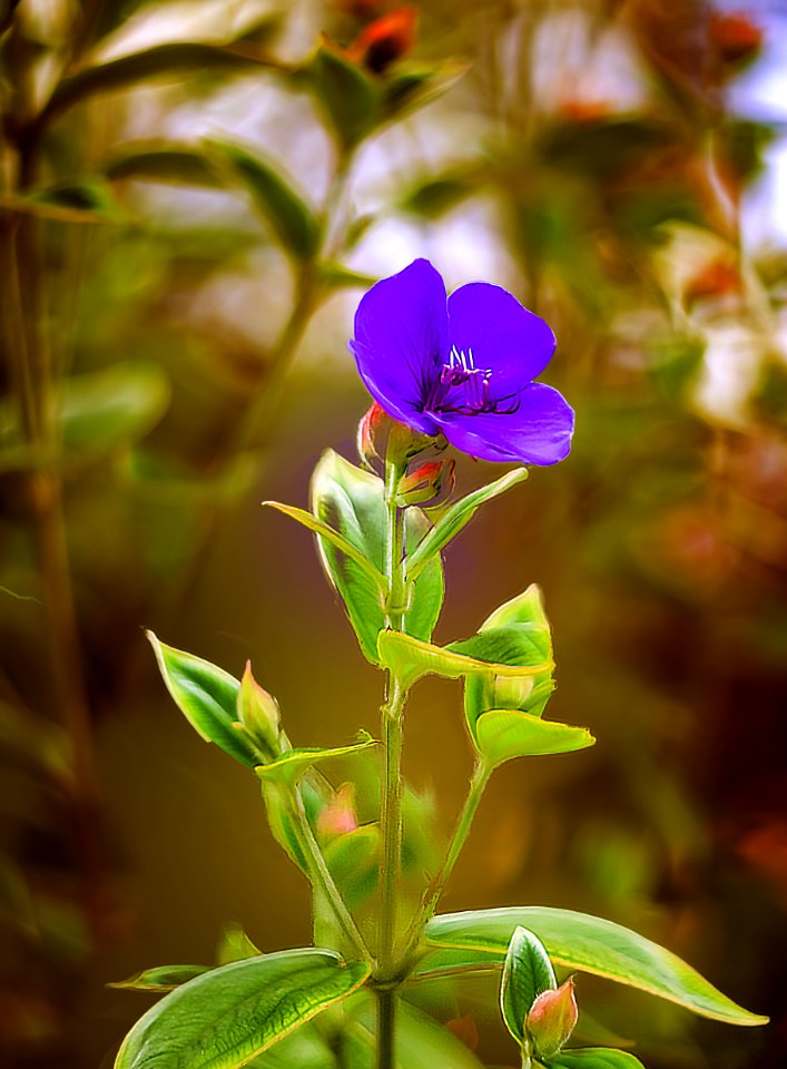 Last flowers of summer (44341277581)