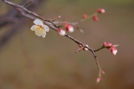 Outdoors flowers cherry blossom photo