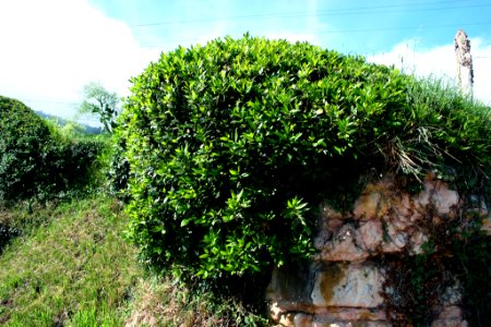 Laurel (4687735676)