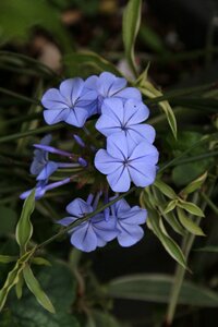 Blue climbing plumbago auriculata