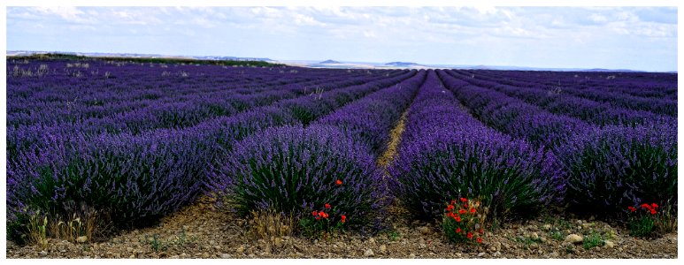 Lavender Flowerin (43262435721)