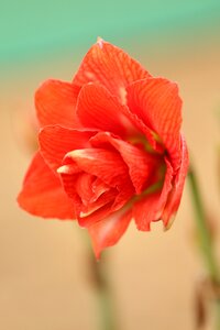Petal rose floral