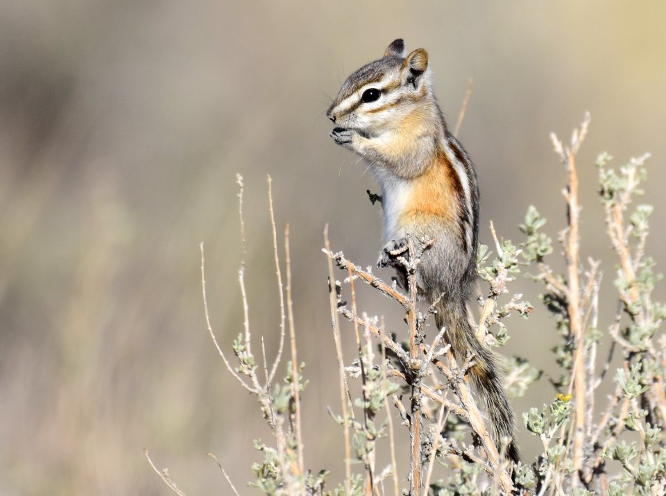 Least Chipmunk at Seedskadee National Wildlife Refuge (51540371169)