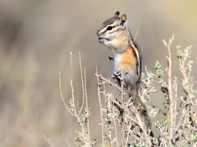 Least Chipmunk at Seedskadee National Wildlife Refuge (51540371169)