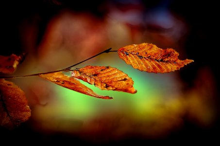 Leaves before winter (31058943197)