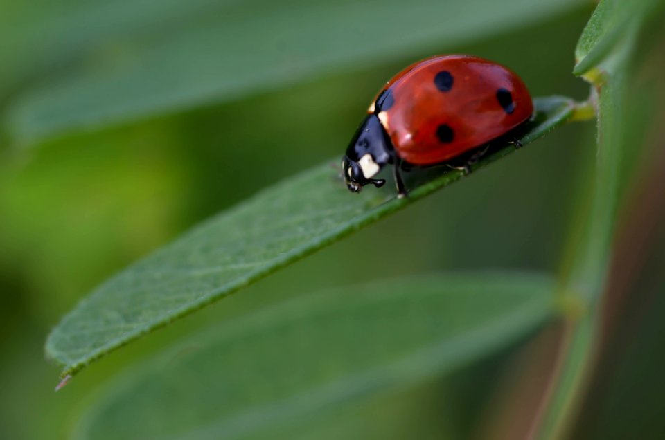 Le rouge dans la nature (29621499744)