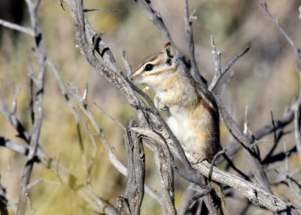 Least Chipmunk at Seedskadee National Wildlife Refuge (51539656856)