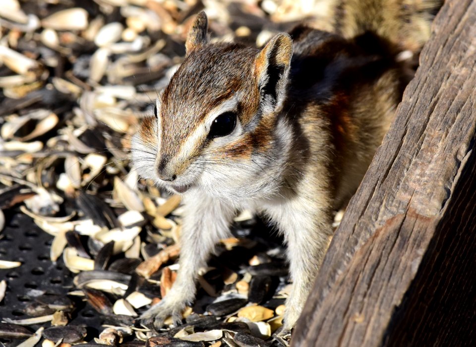 Least Chipmunk at Seedskadee National Wildlife Refuge (51540386189)