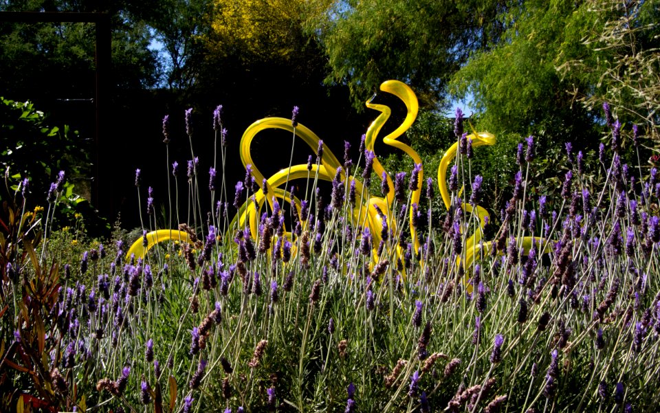 Lavandula and Yellow Fiori (13833172215)