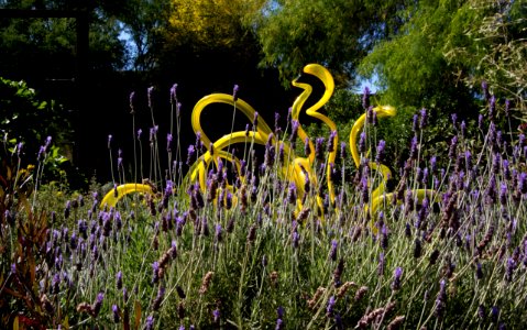Lavandula and Yellow Fiori (13833172215)