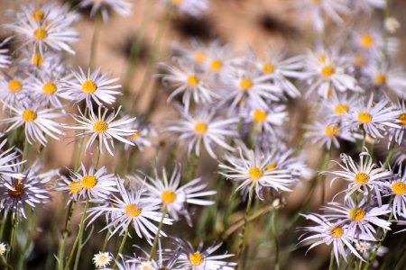 Layer of Daisy (35638775756)