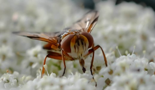 Le syrphe ceinturé sous la pluie (30090206910)