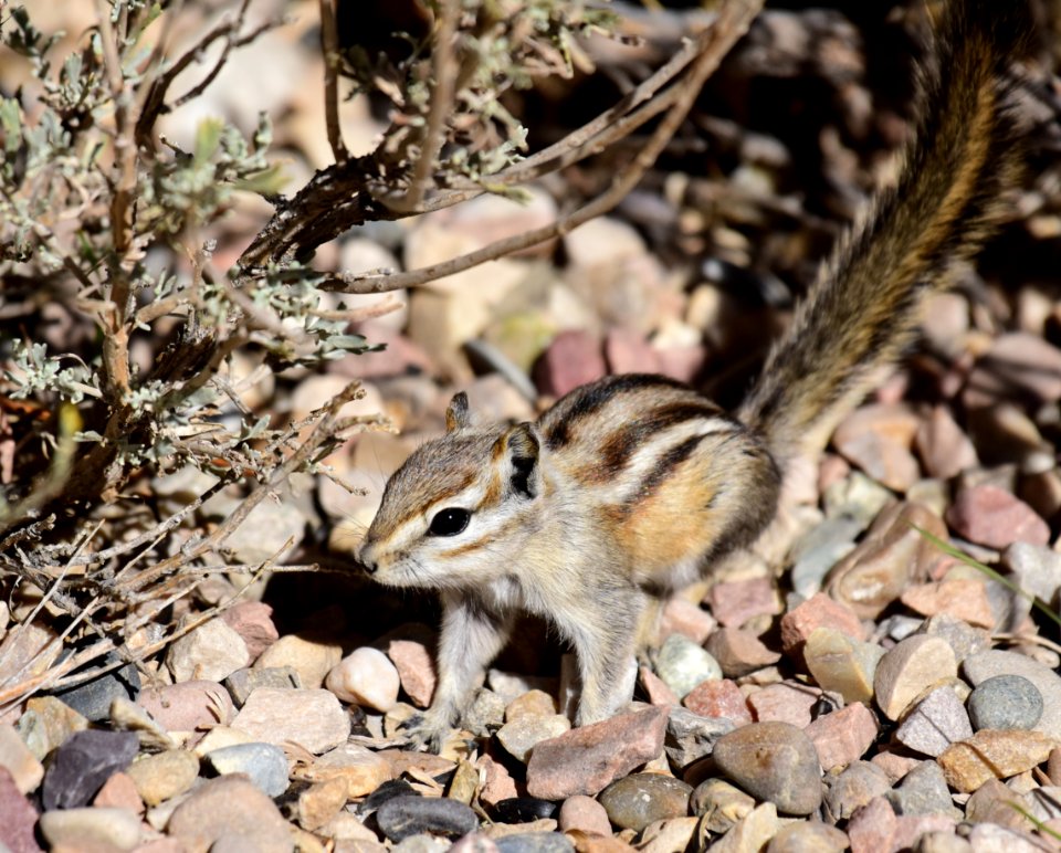 Least Chipmunk at Seedskadee National Wildlife Refuge (51539893703)