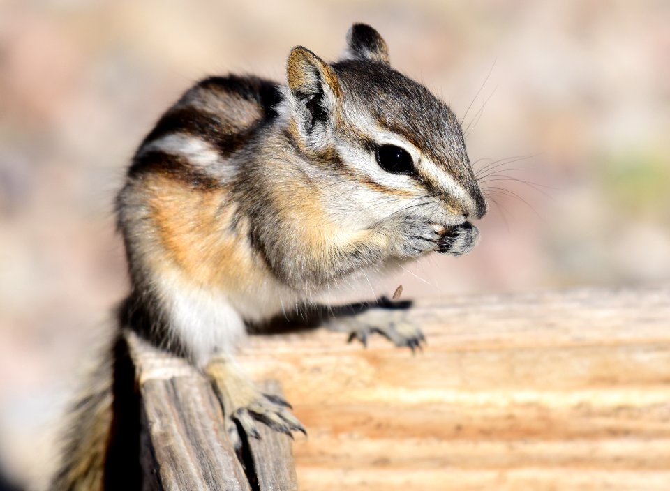Least Chipmunk at Seedskadee National Wildlife Refuge (51540585600)