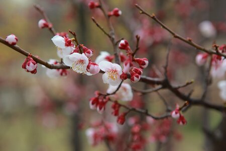 Outdoors flowers cherry blossom photo