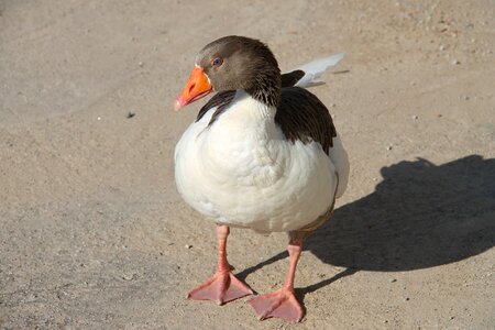 Wing gaga animals photo