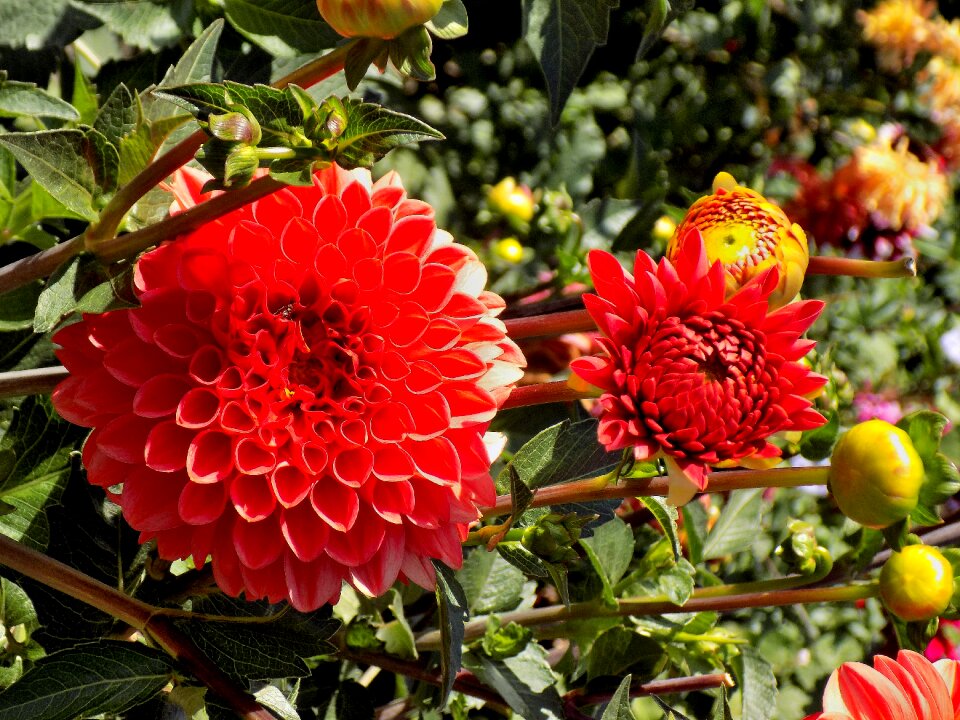 Flower garden sheet
