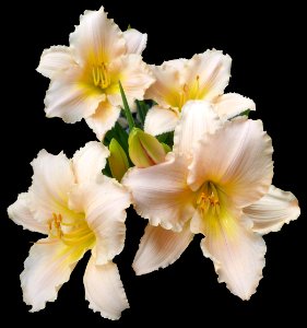 Lillies (32832176737)