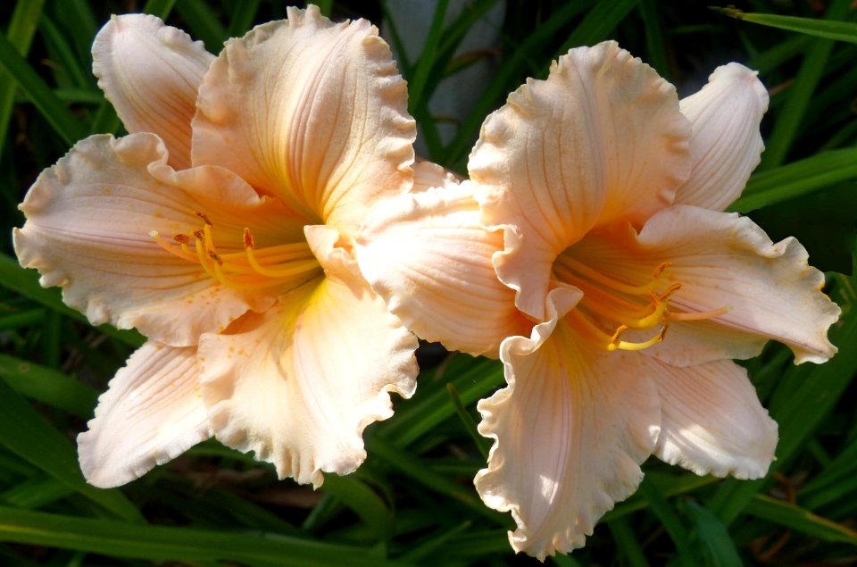 Lillies (48280831292)