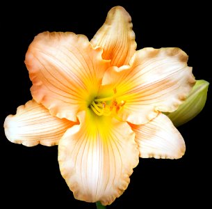 Lilly (48801219618)