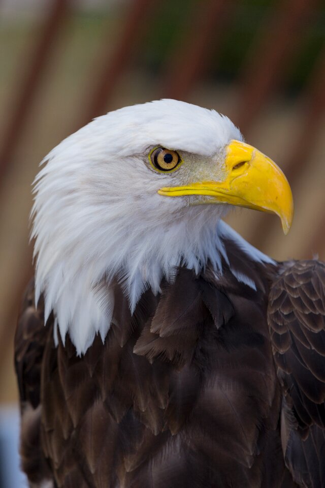 Symbol animal icon