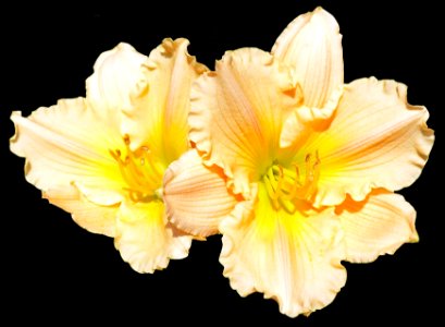 Lillies (40821692263)