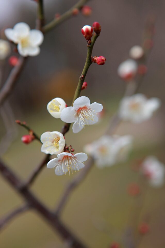Outdoors flowers cherry blossom