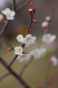 Outdoors flowers cherry blossom photo