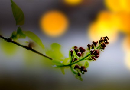 Lilas en devenir (26555224627)