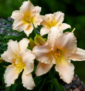 Lillies (46327869545)