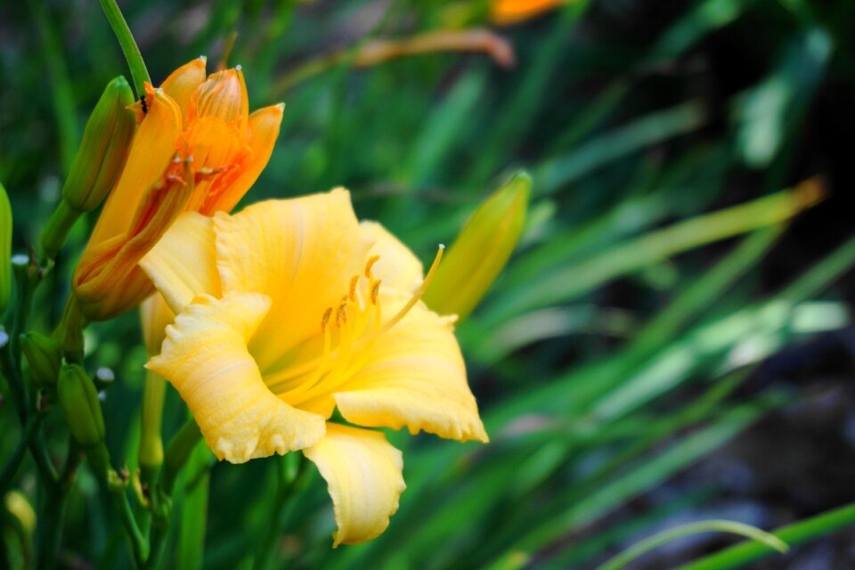 Botanical nature blossom