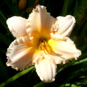 Lilly (48226639701)