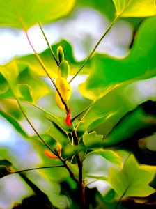 Liriodendron Tulipifera (30965813417)