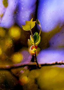 Liriodendron tulipifera2 (41565992751)